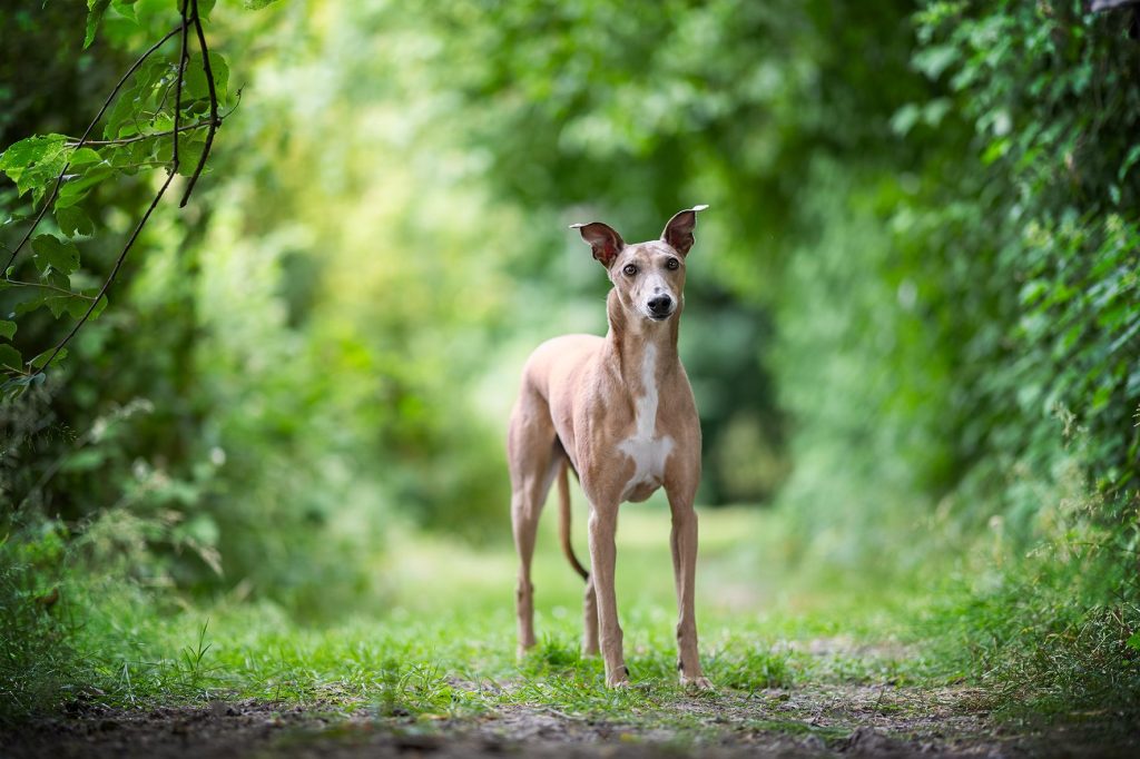 Hondentrimsalon Galgo Liebre